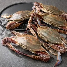 어부심에서 선별한 서해안 산지직송 햇꽃게 6~10미, 2kg, 1개