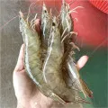 숨비해물 국내산 생물 흰다리새우1kg(35미내외)