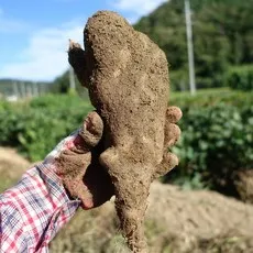 마사토 안동마 산마, 1박스, 2kg (산마 알뜰)