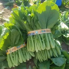 100% 노지 여수 돌산갓 생갓 판매자 직접 수확, 5kg