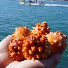 통영 제철 최상급 멍게 활멍게, 1개, 활멍게2kg