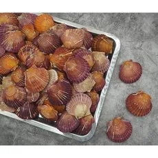 바다의품격 통영 제철 세척 비단 홍가리비, 5개, 1kg