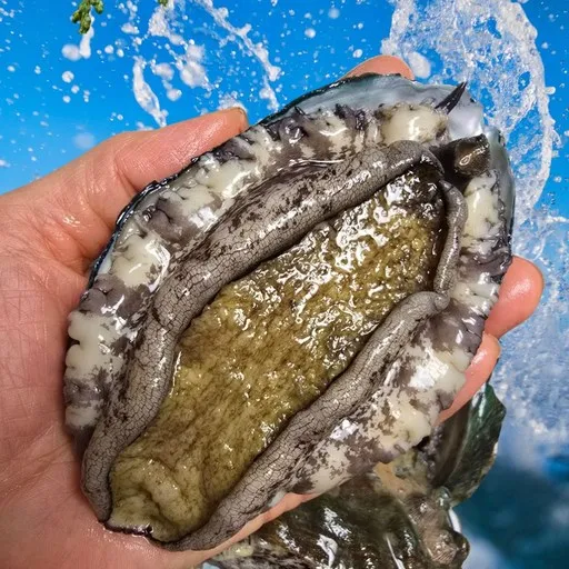 친절한이서방 왕특대 활전복 완도 전복 직거래, 1박스, (특대) 6-7미 500g