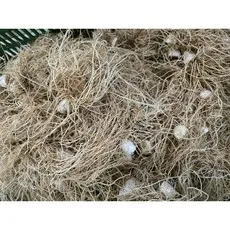 국내산 대파 파뿌리 3kg, 1개
