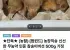 함평 산지직송 무농약 솔향나는 참송이 버섯