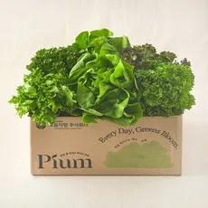 피움 무농약 인증 유러피안 샐러드 꾸러미, 1kg