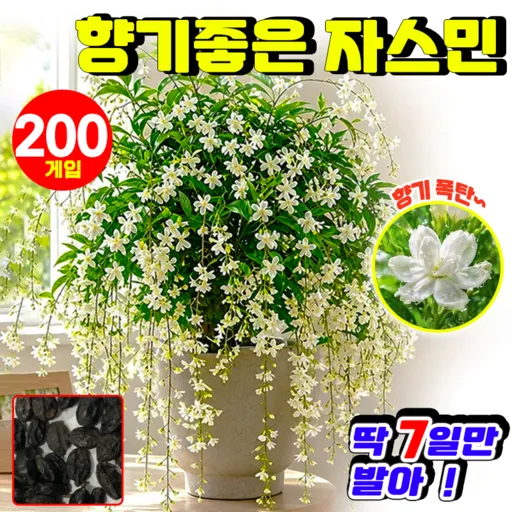 {향기가 멀리 퍼집니다} 향기좋은 자스민 씨앗 오렌지 자스민 강렬한 향의 매달린 재스민 씨앗 가을 꽃 씨앗 행잉 자스민 씨앗 재스민 종자 YONICE