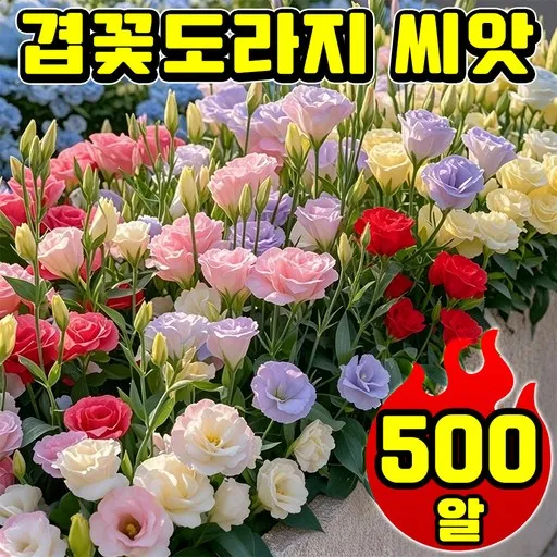 [사계절 개화] 겹꽃도라지 씨앗 노지월동 가을꽃모종 겹도라지 혼합씨앗 리시안셔스 씨앗 사계절 꽃피는 식물 다년생 닝운시상