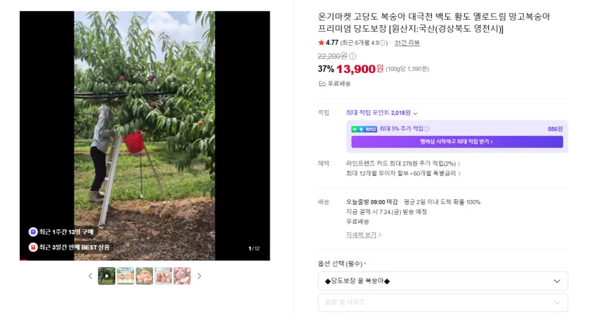 당도보장 백도 딱딱이 중과 10-12과 2kg