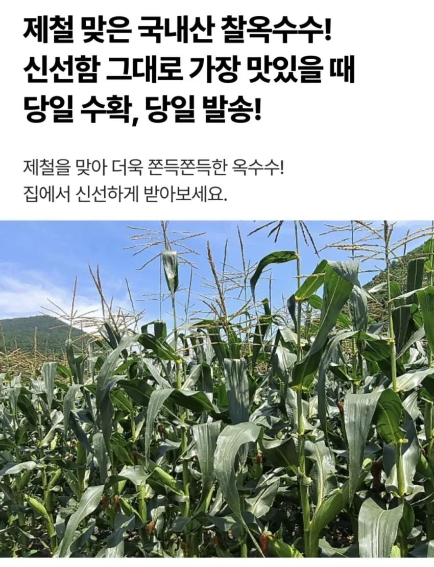 26년 햇 괴산 특품 미백찰옥수수 17cm이상 20개입