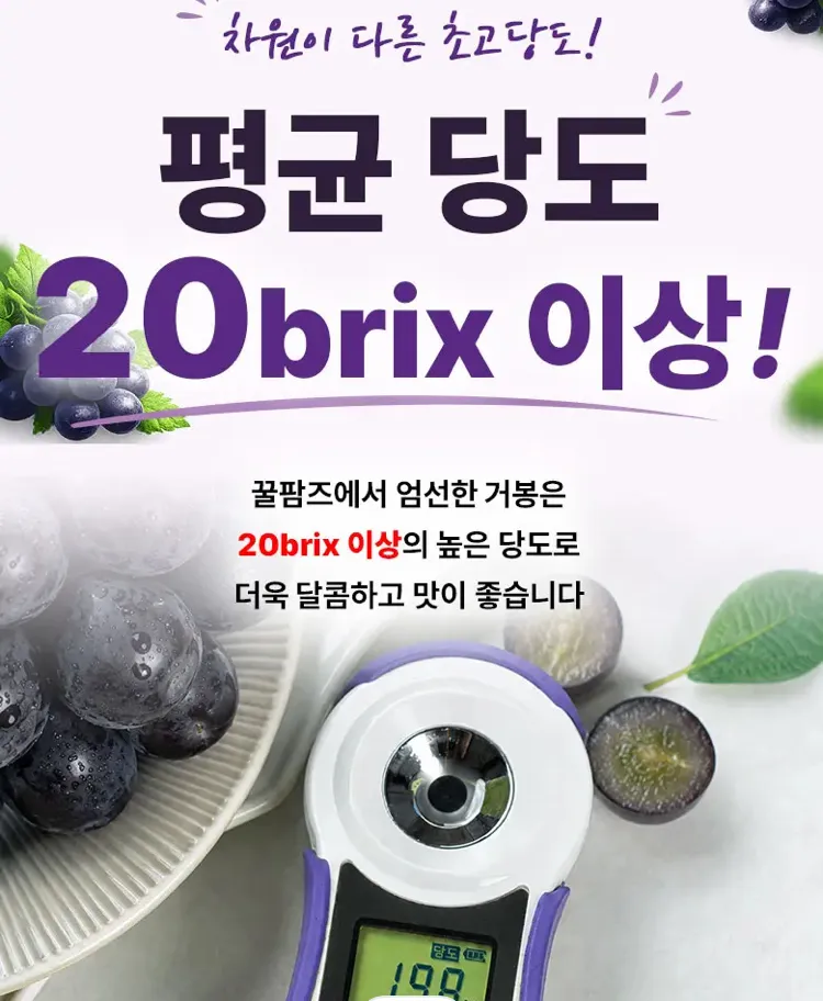 초고당도 씨없는 거봉 1kg