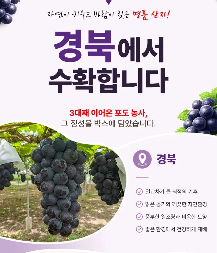 초고당도 씨없는 거봉 1kg