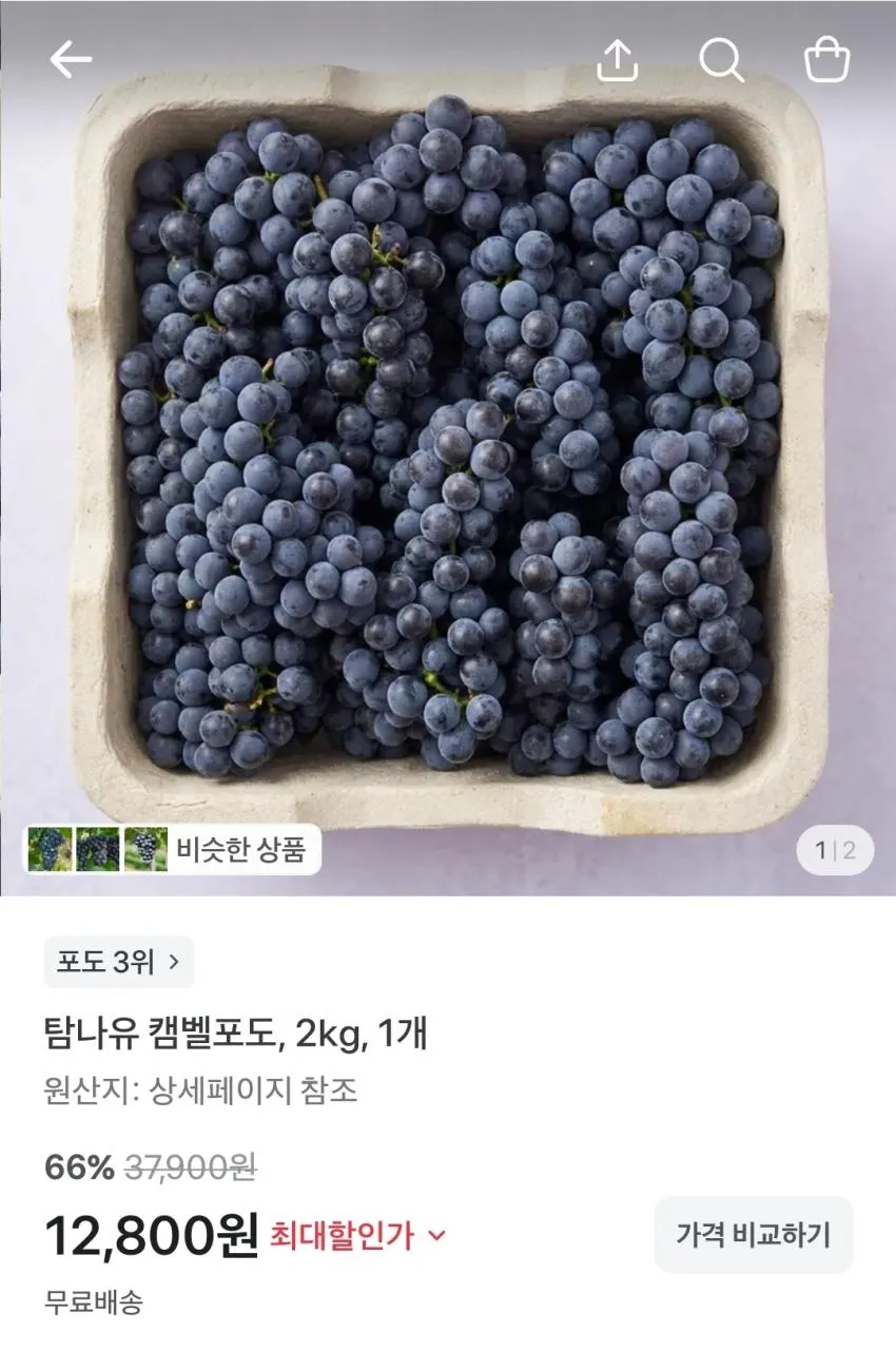 [마지막초특가] 50박스한정수량 산지직송 고당도 제철 켐벨 캠벨포도 당일수확, 1박스, 2kg