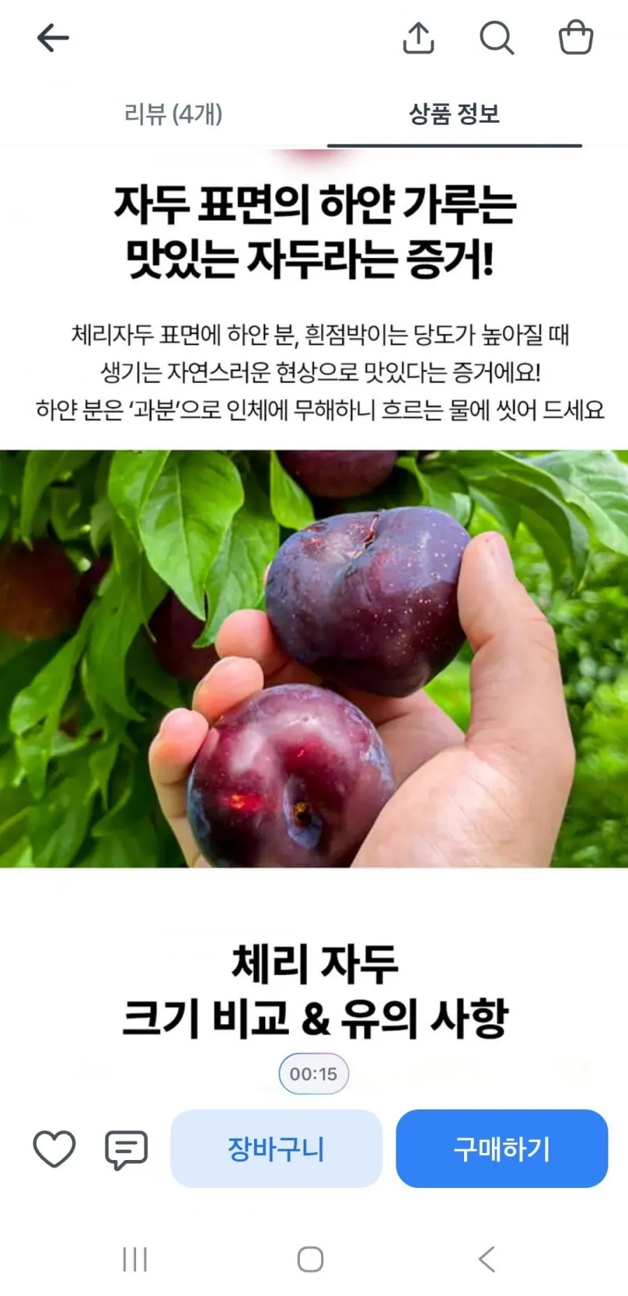 체리자두 1KG 30G내외