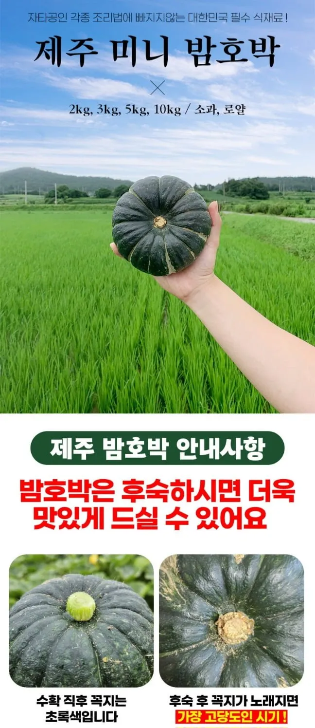 제주 보우짱 미니 밤호박 로얄 5kg