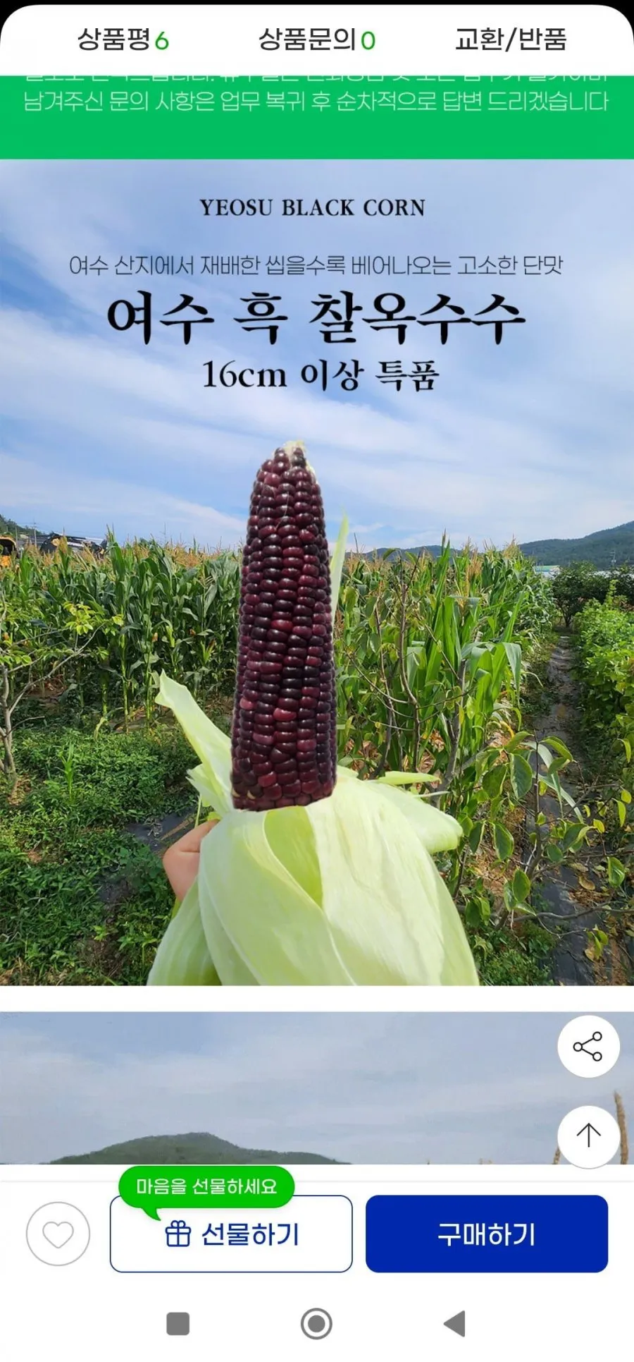 여수 흑 찰옥수수 특품 16cm이상 15개