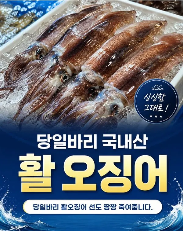 동해 당일바리 초코오징어 생물1kg