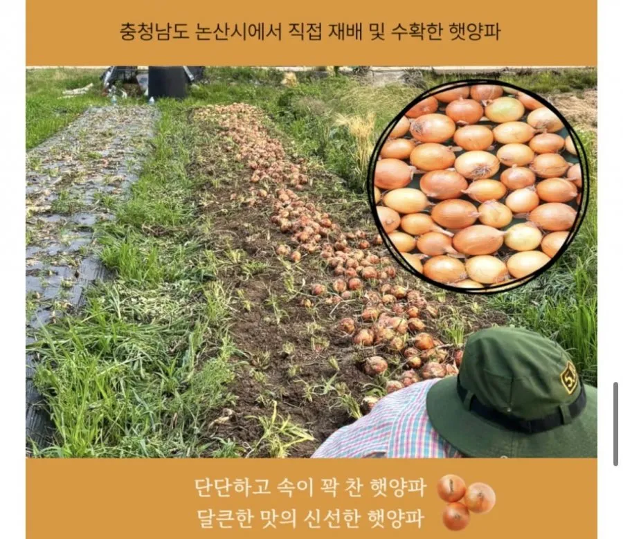 국내산 햇양파 5kg 혼합