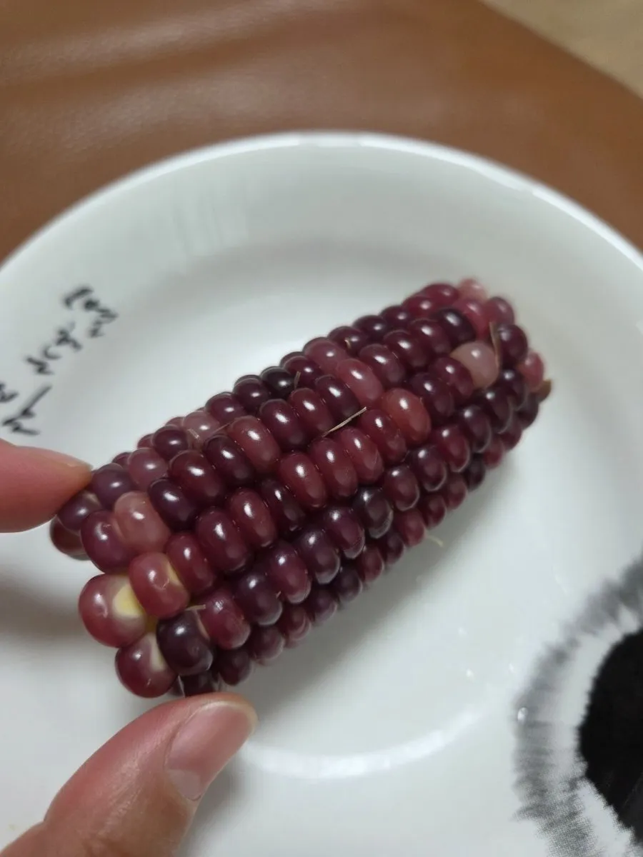 강원도 초당옥수수 흑찰옥수수 산지직송