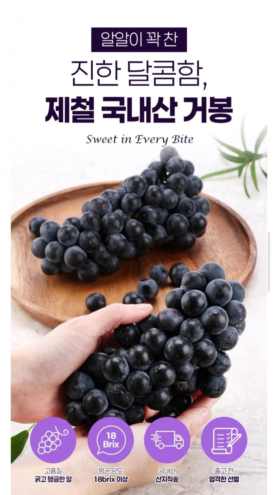 고당도 국내산 거봉 2kg 18브릭스