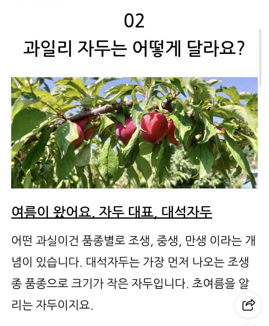 새콤달콤 프리미엄 대석 자두 1kg 국산
