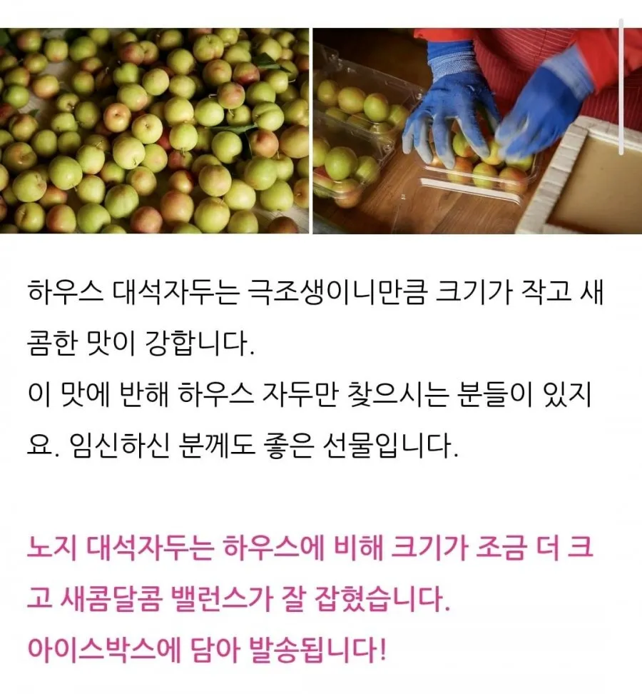 새콤달콤 프리미엄 대석 자두 1kg 국산