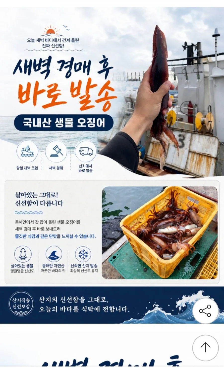 국산 생물 녹진 내장 오징어 1kg( 6-8미) 당일바리 초코오징어 통찜용