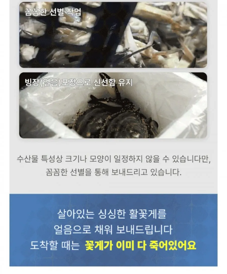 태안 제철 숫꽃게 1kg 3~5미