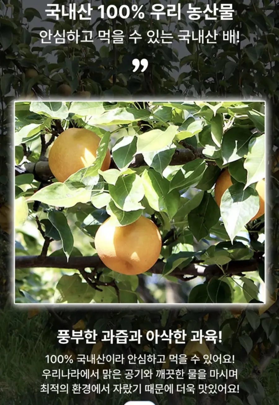 국내산 나주배 햇배 3kg