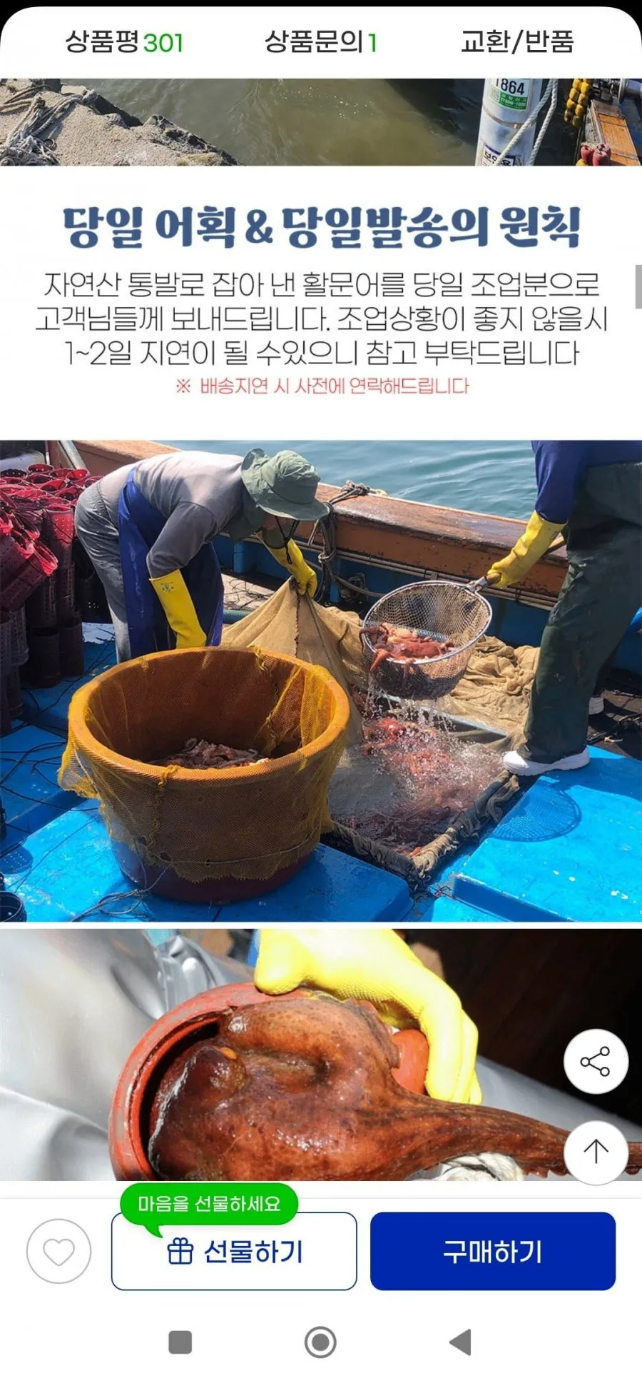 남해안 돌문어 1kg
