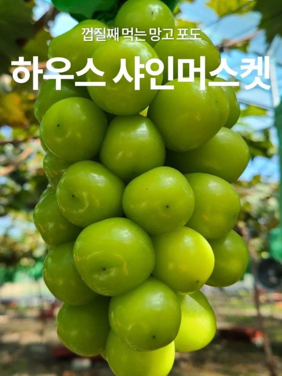 [단독 초특가 할인] 고당도 국내산 고당도 샤인머스캣 산지직송 포도 1kg, 2kg