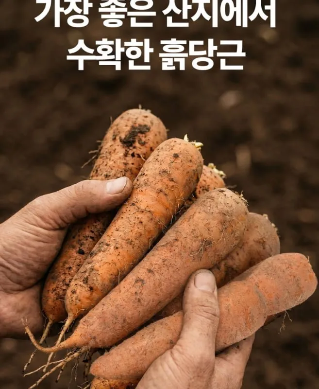 국내산 흙당근 1.5kg
