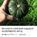 [품질보장] 26년 햇 국내산 국산 유기농 제주 미니 단호박 밤호박 보우짱, 1박스, 5kg