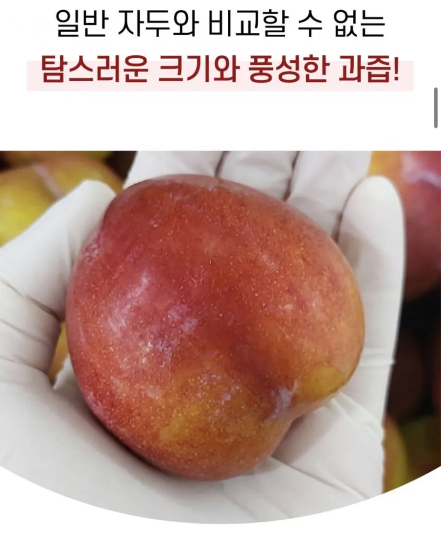 새콤달콤 추희자두 2kg