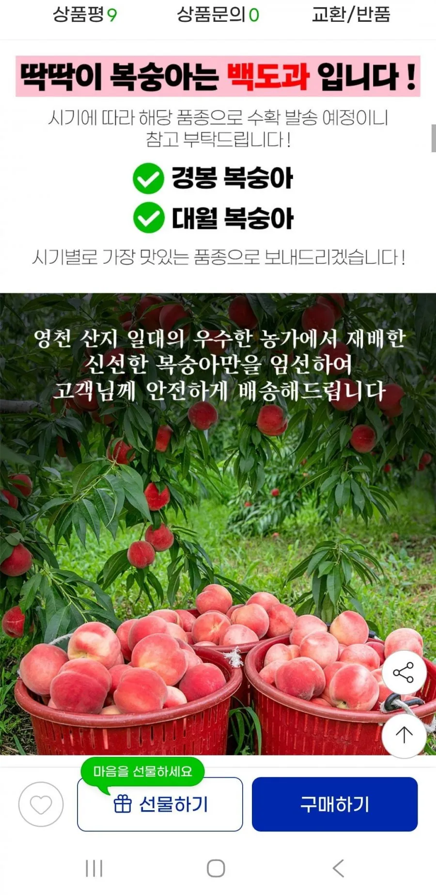 딱딱이 백도 복숭아 4KG 20과-24과