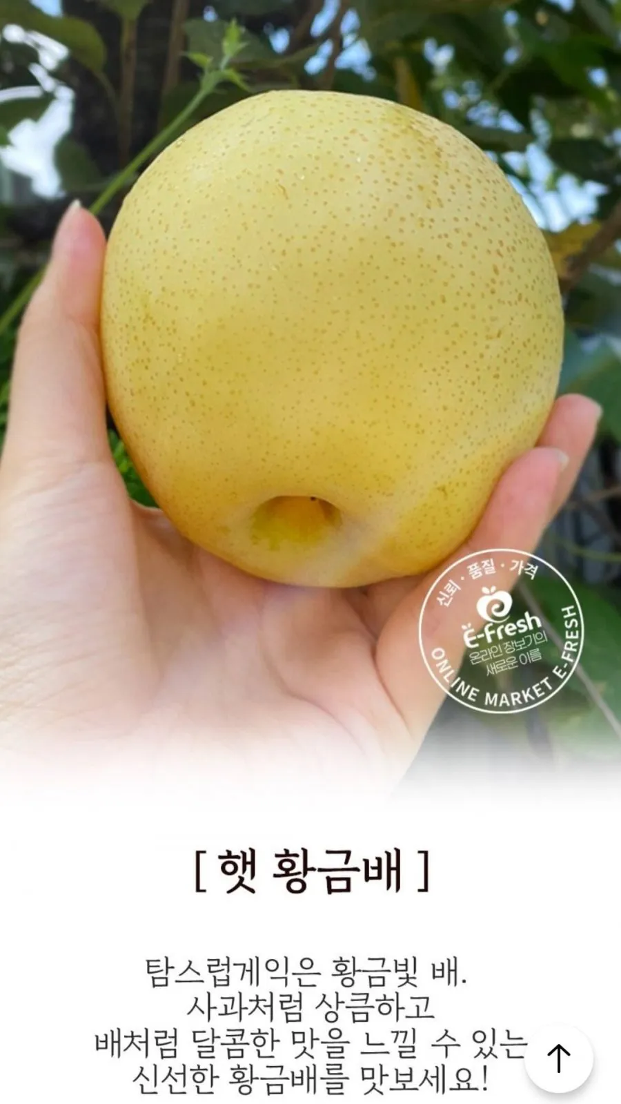 산지직송 경북 가정용 햇 사과, 2kg