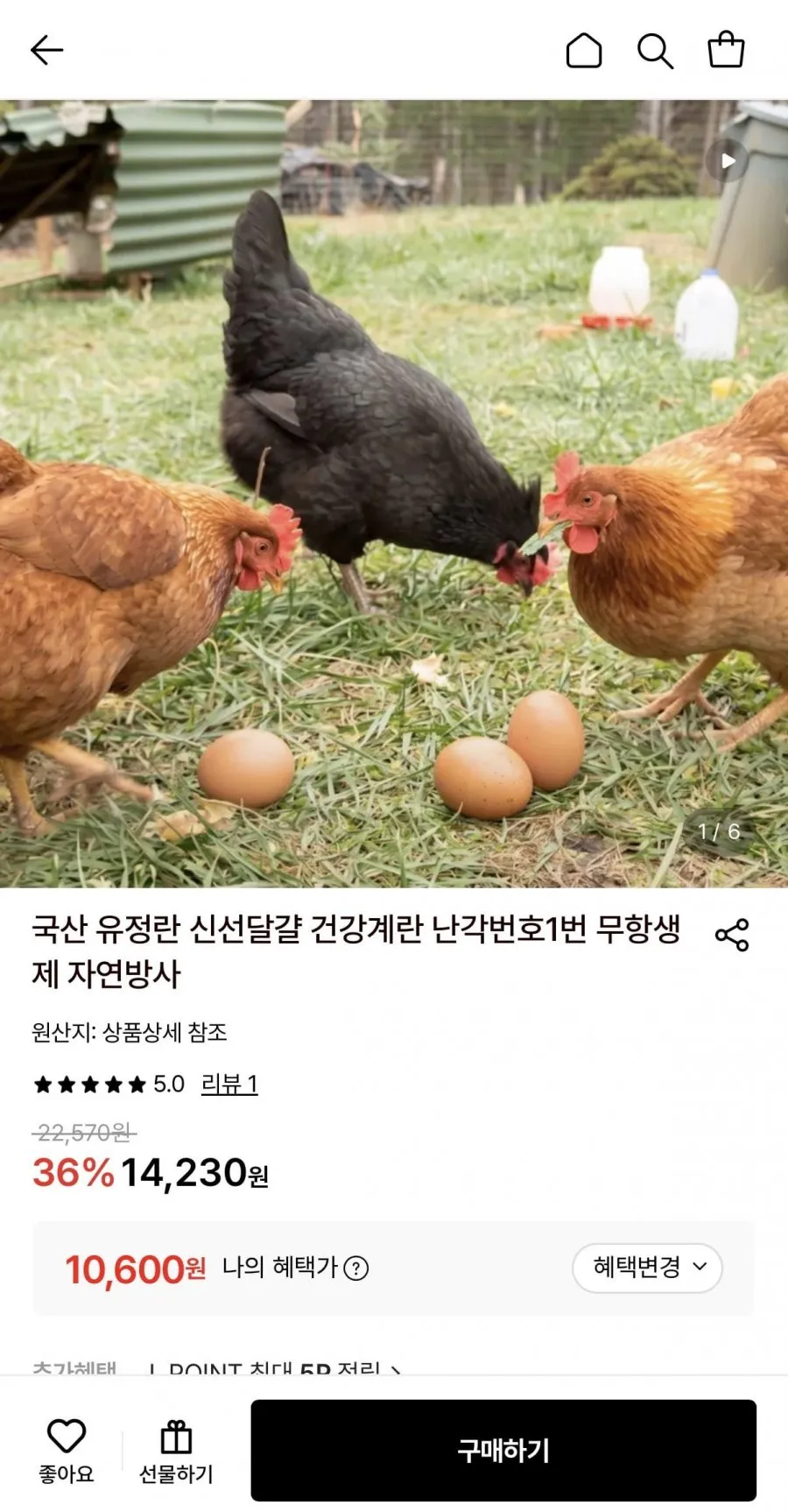 [난각번호1번] [당일산란] 무항생제 신선한 유정란 대란 특란