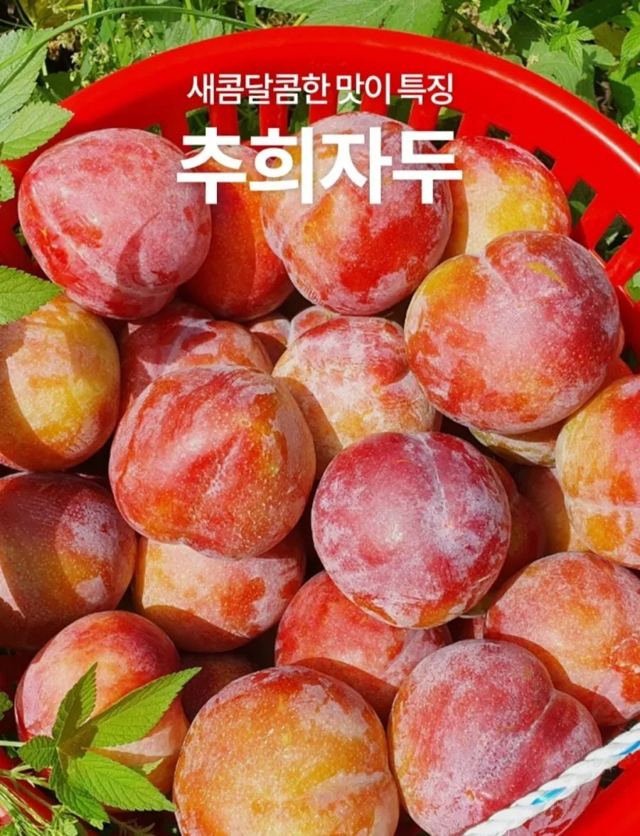 [산지직송] 제철 국내산 고당도 후무사 추희자두, 1박스, 5kg