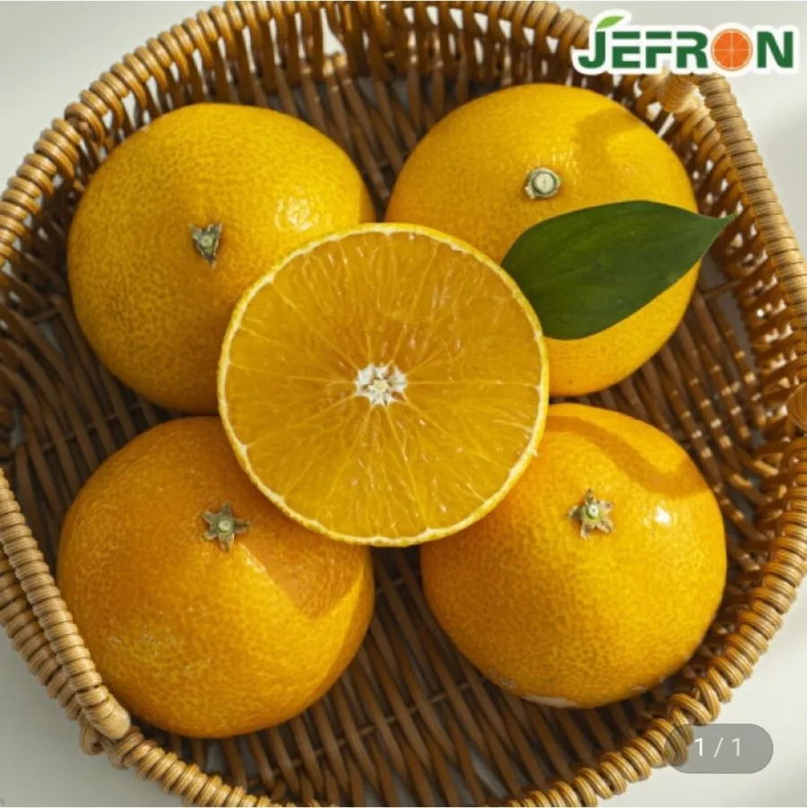제주직송 황금향 중소과 가정용 2kg