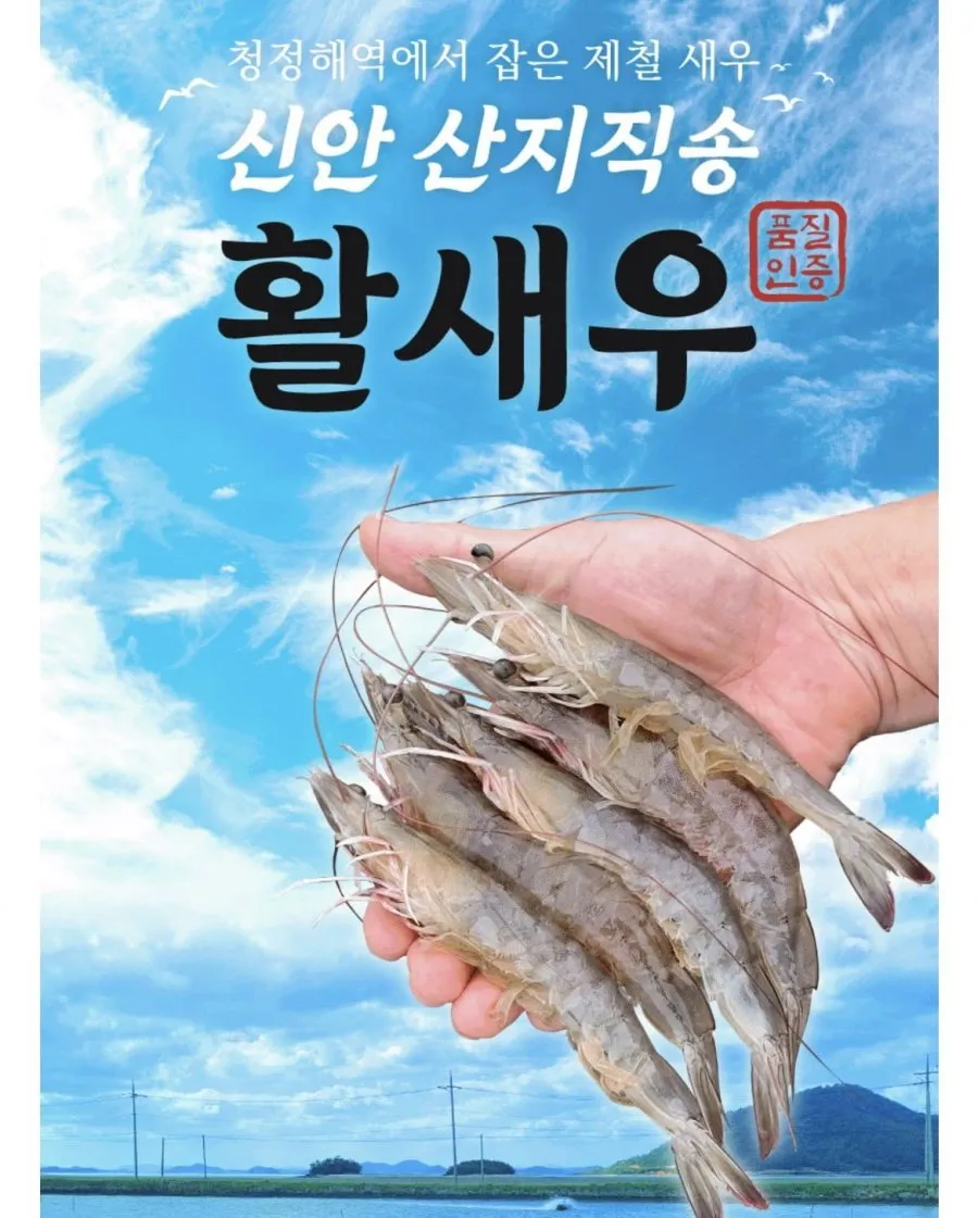 국내산 활새우 제철 생물 흰다리새우
