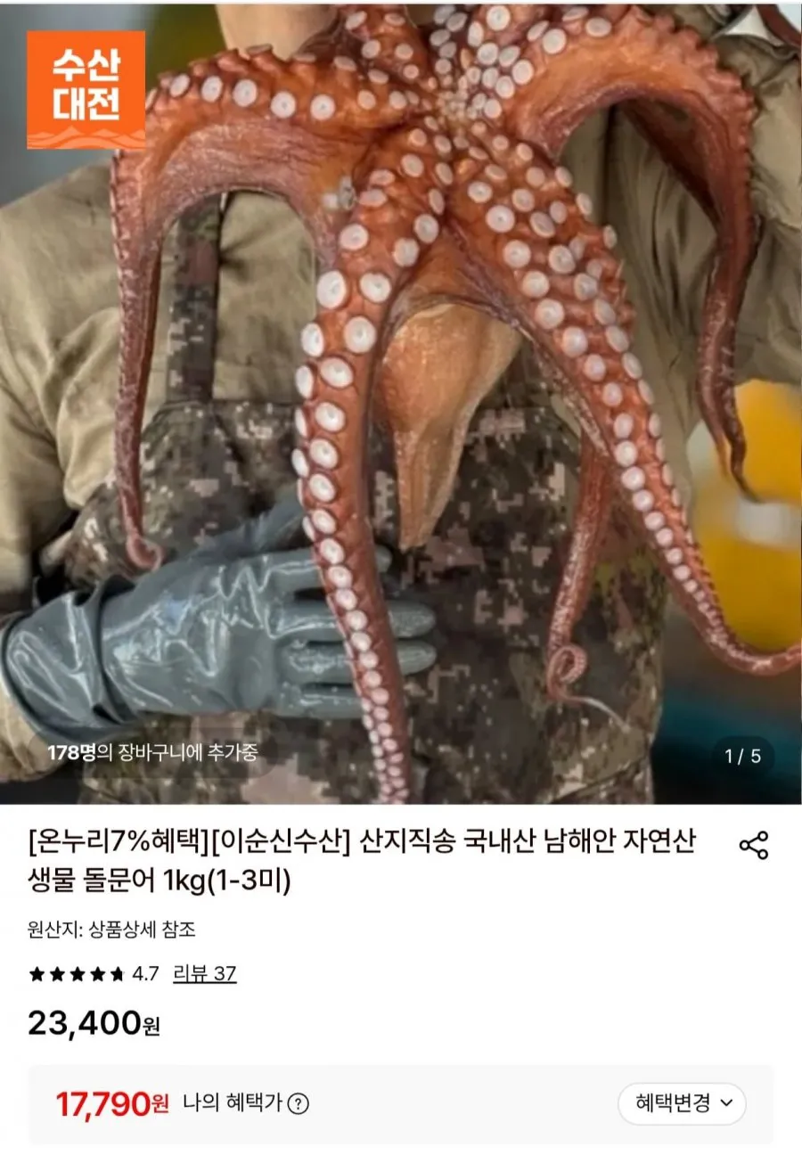[최상급 초특가]통영 돌문어 자연산 당일조업