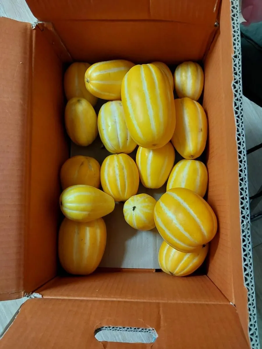 못난이 혼합과 참외 10kg