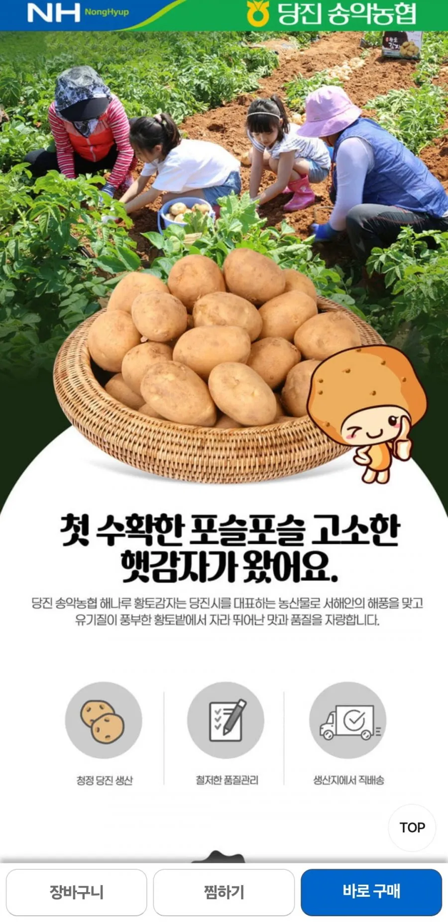 2026년 당진 해나루 송악농협 황토 햇 노지감자 정품 대사이즈 10kg