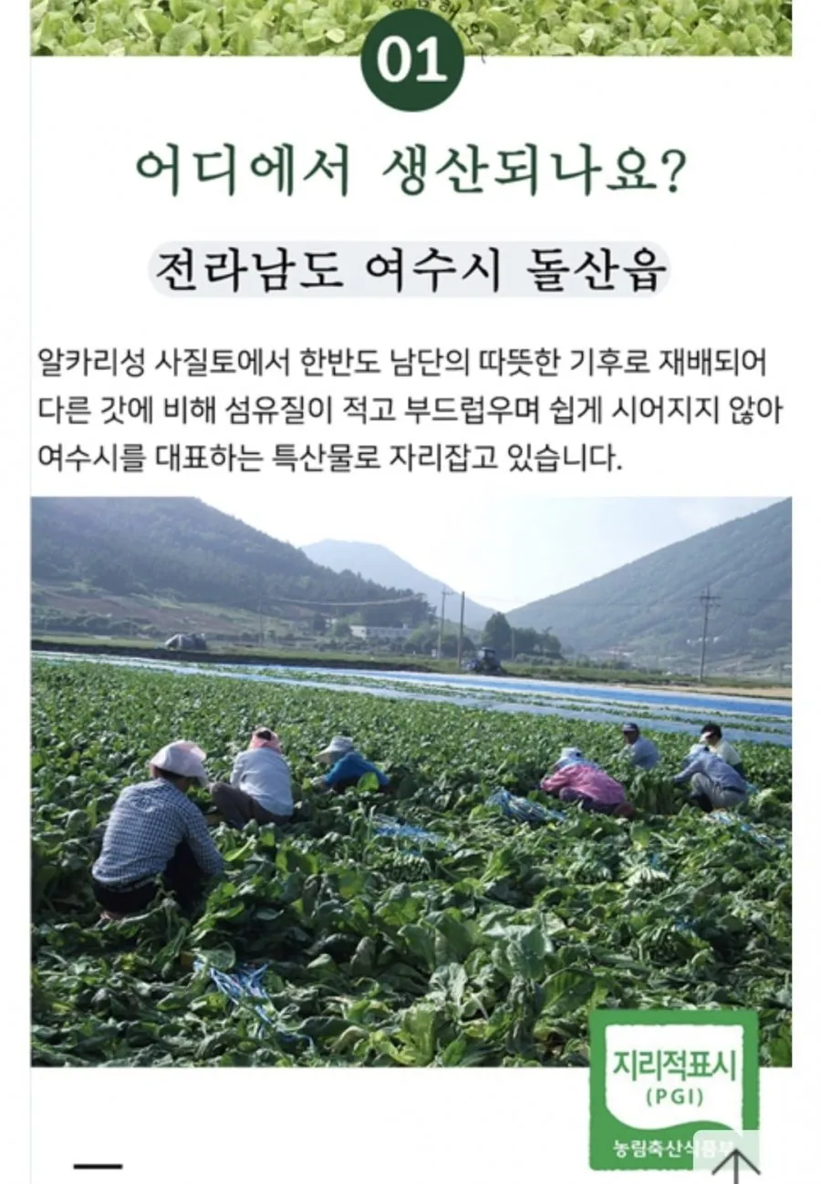 돌산갓김치2kg + 갓피클2kg